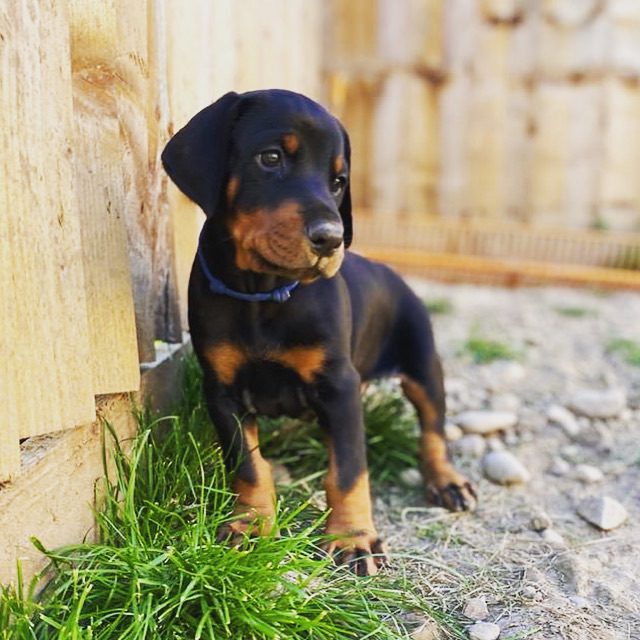 Albert the Doberman